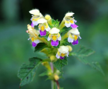 Yazın, Lamiaceae ailesinden bir bitki, Galeopsis speciosa, yabani otlar arasında çiçek açar.