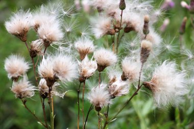 Tarlada, tüylü, pembe bir devedikeni (Cirsium arvense) tohum kabuğu