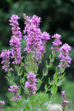 Lythrum salikarisi vahşi doğada, nehir kıyısında ve ıslak yerlerde yetişir.
