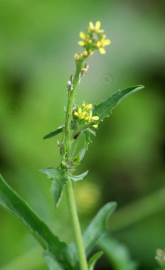 Sisymbrium officinale yazın doğada büyür.