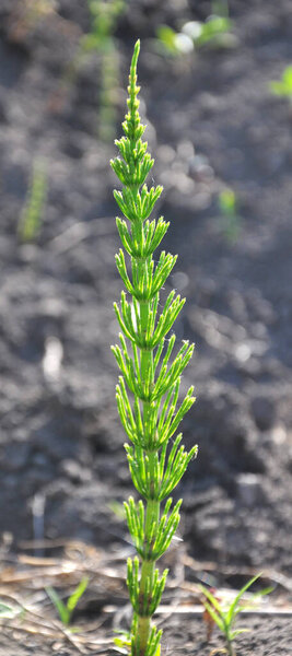 Horsetail field (Equisetum arvense) grows in the wild.