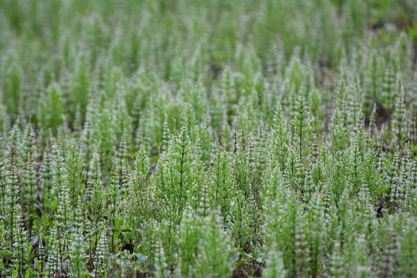 Horsetail field (Equisetum arvense) grows in the wild.