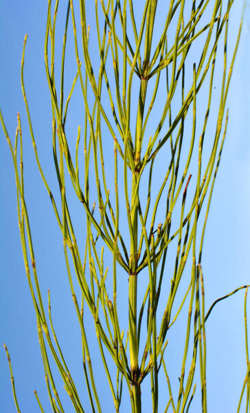 Horsetail field (Equisetum arvense) grows in the wild.