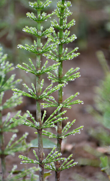 Horsetail field (Equisetum arvense) grows in the wild.