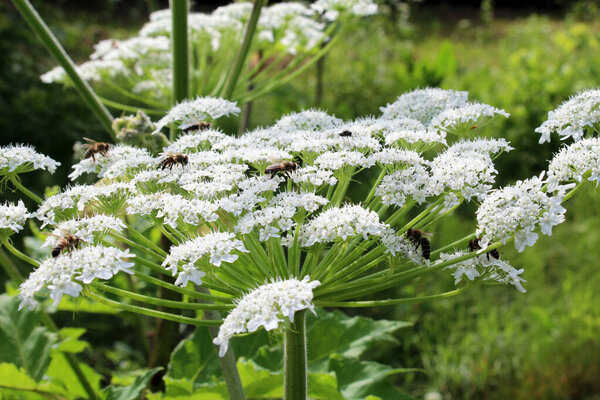 The dangerous and poisonous plant Heracleum sosnowskyi grows in the wild