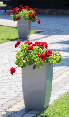 Yazın, bir tencerede çiçekler