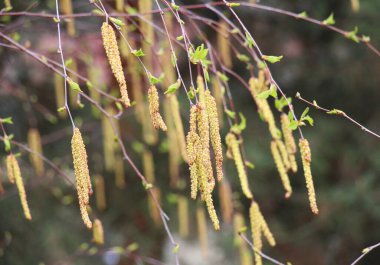 İlkbaharda huş dalları doğada açar.