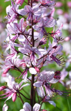 Vahşi doğada nadir çiçek açar, Kırmızı Kitap, tıbbi ve süs bitkisi Dictamnus albus.