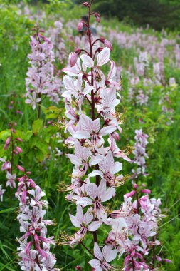Vahşi doğada nadir çiçek açar, Kırmızı Kitap, tıbbi ve süs bitkisi Dictamnus albus.
