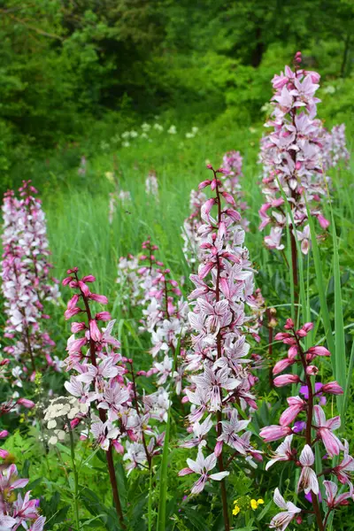 Vahşi doğada nadir çiçek açar, Kırmızı Kitap, tıbbi ve süs bitkisi Dictamnus albus.