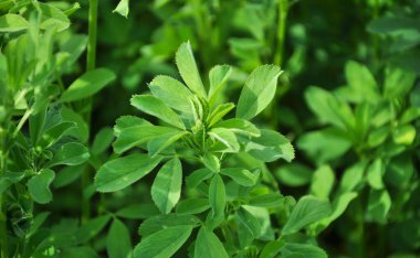 Bahar tarlasında genç yoncalar büyür.