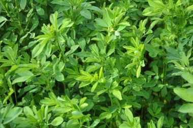 Bahar tarlasında genç yoncalar büyür.