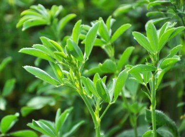 Bahar tarlasında genç yoncalar büyür.