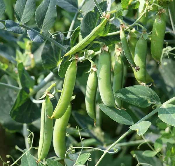 Yeşil bezelye kabukları tarladaki çalılarda olgunlaşıyor.