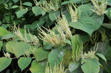 In summer, the perennial plant Reynoutria grows in nature