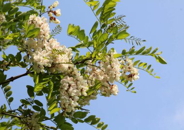Baharda, beyaz akasya (Robinia psödoacia) vahşi doğada çiçek açar.