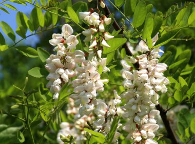 Baharda, beyaz akasya (Robinia psödoacia) vahşi doğada çiçek açar.