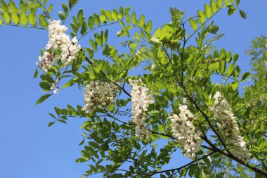 Baharda, beyaz akasya (Robinia psödoacia) vahşi doğada çiçek açar.