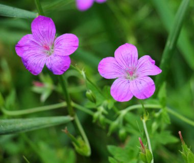 Bataklık sardunyası (Geranium sarayı) vahşi doğada yetişir.