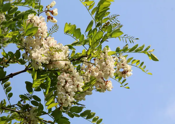 Baharda, beyaz akasya (Robinia psödoacia) vahşi doğada çiçek açar.