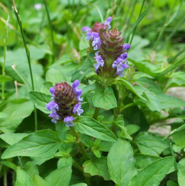 Prunella vulgaris yazın otların arasında büyür.