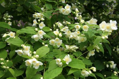 Bahçede bahar çiçek açıyor yasemin çalısı