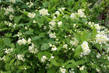 Bahçede bahar çiçek açıyor yasemin çalısı