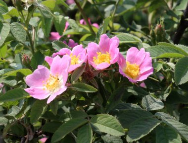Baharda, yaban gülü filizlenir.