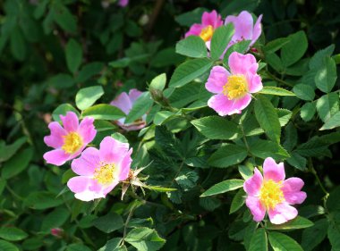 Baharda, yaban gülü filizlenir.