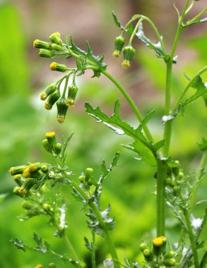 Doğada Senecio vulgaris yabani ot gibi yetişir.