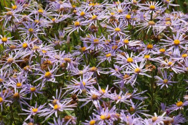 Doğada vahşi bir bitki çiçek açar - Aster amellus