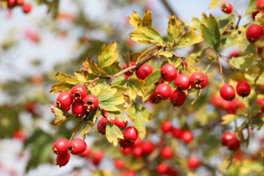 Alıç olgun kırmızı meyve ile Dal (Crataegus)