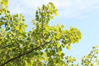 Genç yapraklı Aspen (Populus tremula) ağaçları doğada yetişir.