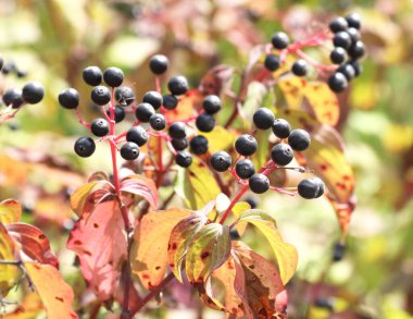 Mısırın mavi ve siyah meyveleri bir çalılığın dalında olgunlaşır..