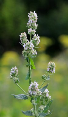 Lemon balm (Melissa officinalis) blooms on a branch of a bush