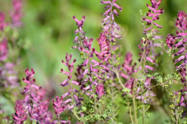 Fumaria officinalis baharda doğada çiçek açar.