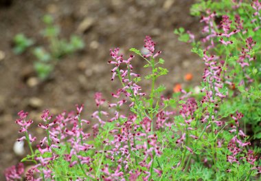 Fumaria officinalis baharda doğada çiçek açar.