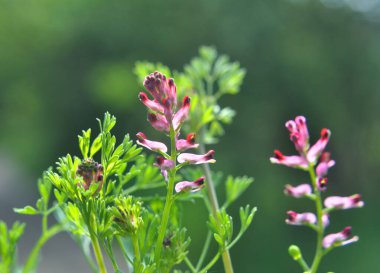 Fumaria officinalis baharda doğada çiçek açar.