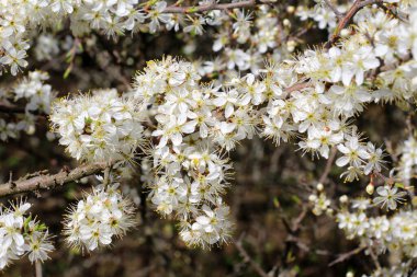 İlkbaharda vahşi doğada kara dikenler çiçek açar.