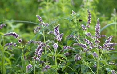 Yazın, uzun yapraklı nane (Mentha longifolia) Wii 'de yetişir.