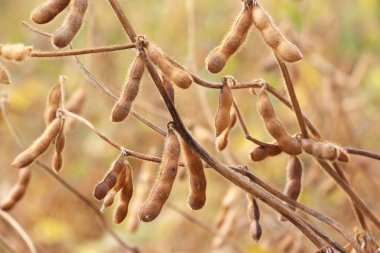 Bir tarlada olgunlaşmış soya tohumlarının üzerinde