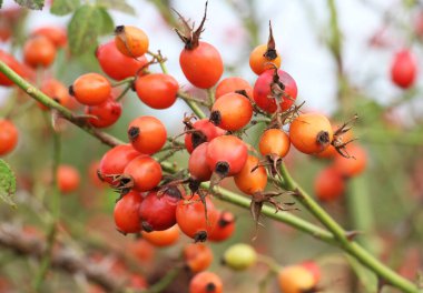 Kırmızı böğürtlenler bir köpek gül dalında olgunlaşır.