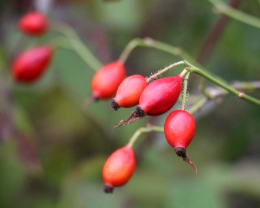 Kırmızı böğürtlenler bir köpek gül dalında olgunlaşır.