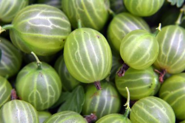 Bir yığın içinde bektaşi üzümü hasadı toplanır.