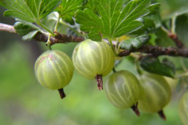 Böğürtlen dalları ve olgun meyveler.