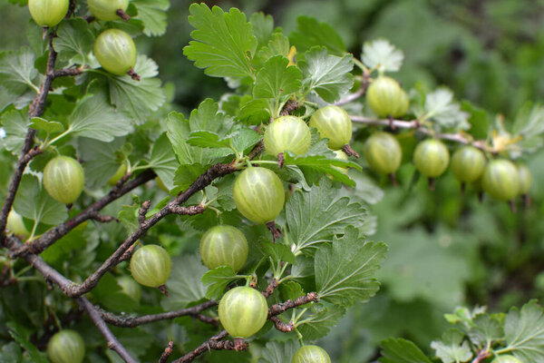 Branch bush of gooseberry with ripe berries