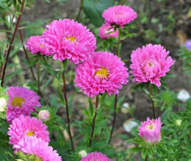 Yazın sonlarında ve sonbaharda, bahçe astarı çiçek tarhında yetişir.