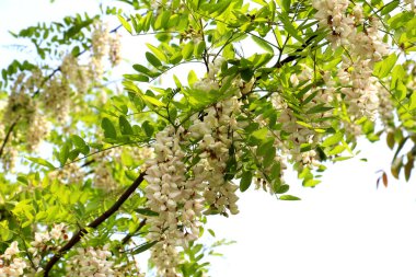 Baharda, beyaz akasya (Robinia psödoacia) vahşi doğada çiçek açar.