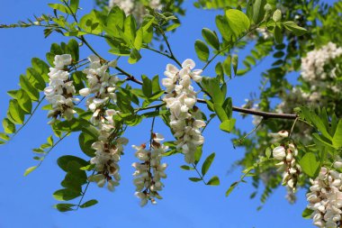 Baharda, beyaz akasya (Robinia psödoacia) vahşi doğada çiçek açar.