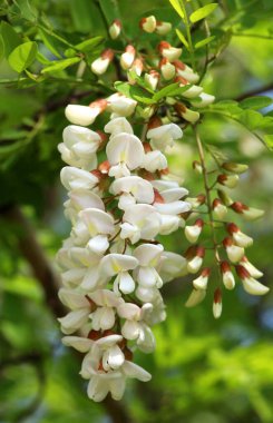 Baharda, beyaz akasya (Robinia psödoacia) vahşi doğada çiçek açar.